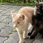Hyperthyroidism Common in Older Cats