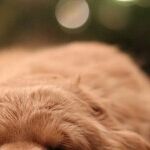 Welcome New Puppy After the Holidays