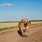 New Year's Resolutions Help Pets Live Longer, Healthier Lives