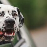 Secure Dog in Vehicle for Safety