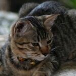 Cats Resistant to Tetanus