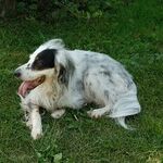 Mammary Tumors Common in Unsterilized Female Dogs