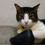 Cats Especially Sensitive to Black Widow Spider Venom