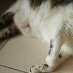Many Animals Have White Bellies