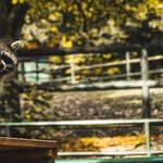 Raccoon Distemper Transmissible to Dogs