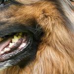 Antlers and Other Hard Chews Break Dogs' Teeth