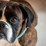 Veterinary Dentistry Requires Anesthesia
