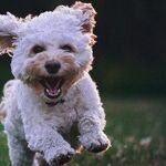 Mast Cell Tumor Most Common Canine Skin Cancer