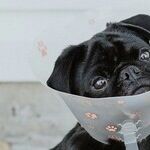 Limit Pet's Weight Gain After Sterilization Surgery
