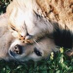 Prevent Pet From Drinking Windshield Washer Fluid