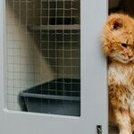 Shelter Cat Less Expensive Than 'Free' Cat