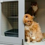 Shelter Cat Less Expensive Than 'Free' Cat