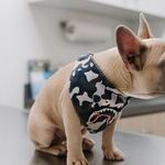 Unsteady Heartbeat May Be Normal In Dog