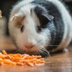 Guinea Pigs Need Vitamin C in Diet