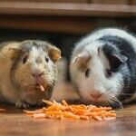 Guinea Pigs Need Vitamin C in Diet