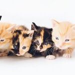 2-Pound Kittens Ready For Vaccinations
