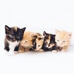 2-Pound Kittens Ready For Vaccinations