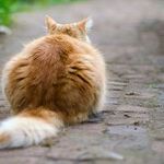 Cats' Tails Tell Tales