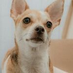 Puppy's Hernia Needs Surgical Repair