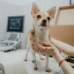 Puppy's Hernia Needs Surgical Repair