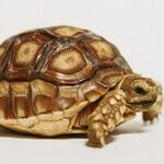 Pet Turtles Carry Salmonella