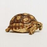 Pet Turtles Carry Salmonella