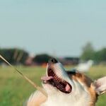 Retractable Leashes Risky for Dogs and People