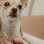 Chronic Valve Disease Common Cause of Heart Murmur