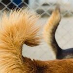 Tail Docking Causes Communication Challenges and Pain