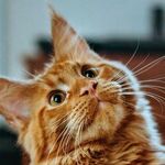 Simple Blood Test Detects Heart Disease in Cats