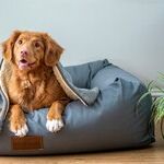 Gastropexy Prevents Dog's Stomach From Twisting