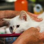 Anti-anxiety Medication Helps Cat Relax at Animal Hospital