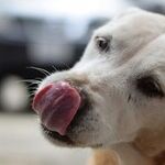 Dog Saliva Is Not Antiseptic