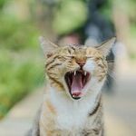 Painful Tooth Resorption Common in Cats