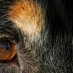 Dog's Red Eye Needs Immediate Care