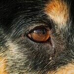 Dog's Red Eye Needs Immediate Care