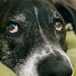 Canine Bladder Cancer Associated With Herbicides and Pesticides