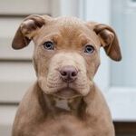 Puppy's Demodectic Mange Not Contagious