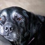 Common Disease in Senior Dogs Makes Breathing Difficult