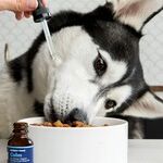 Veterinary Homeopathy Worse Than Ineffective