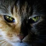 Colorful Reflector in Cat's Eye Enhances Night Vision