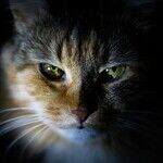 Colorful Reflector in Cat's Eye Enhances Night Vision