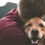 Dogs and Humans Don't Share Cold Viruses