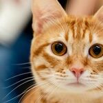 Arthritis Treatment Safe for Cats With Kidney Disease