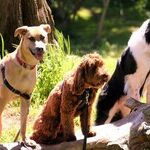 Reward-Based Training More Effective and Humane Than Aversive Training
