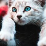 Spay Cat to Prevent Surprise Pregnancy, Uterine Infection and Mammary Cancer