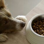 Pet Food Processed for Complete, Balanced Nutrition