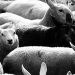 Sheep And Black Sheep: The GOP Goes Full Hezbollah