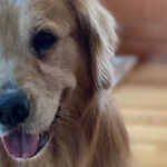 Tuesdays With Charlie: A Golden Retriever Goes to College