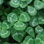 Giving Irish: A Nation and a Vibrant Community Celebrate One Another